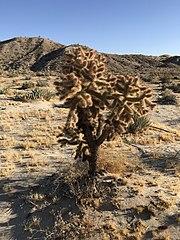 Cylindropuntia fosbergii.jpg
