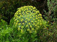 Peucedanum galbanum Blister bush Table mt (1).JPG