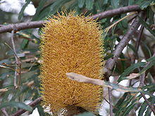 Banksia littoralis 01 gnangarra.jpg