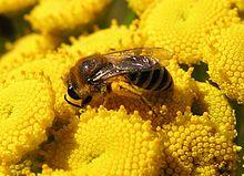 Colletes daviesanus 2005.07.17 11.08.11.jpg