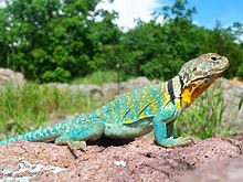 Common Collared Lizard.jpg