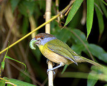 Cyclarhis gujanensis -eating green caterpillar.jpg