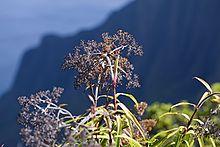 Dubautia microcephala (Kauai dubautia) (5156907358).jpg
