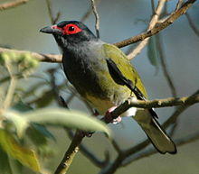 Green Figbird samcem.JPG