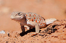 Long-nosed Leopard Lizard (8043739603) (cropped).jpg