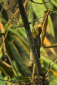 Pale-headed Woodpecker - Bhutan S4E1130 (15788036464).jpg