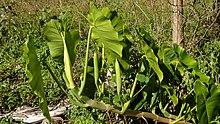 Philodendron acutatum Schott - Flickr - Alex Popovkin, Bahia, Brazil (3).jpg
