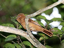Rufous Mourner.jpg