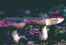 Russula amethystina.jpg