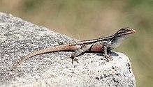 Sceloporus variabilis marmoratus side.JPG