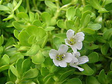 Starr 070815-8055 Bacopa monnieri.jpg