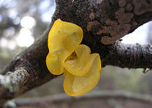 Tremella mesenterica branch.JPG