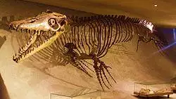 Mosasaurus hoffmannii - skeleton.jpg