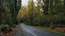 Point Defiance Forest.jpg
