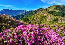 Rhododendron rubropilosum Hayata in Hehuan Mount DSC 2480-2.jpg