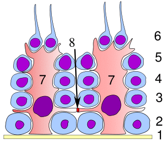 Germinal epithelium testicle.svg