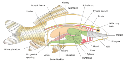 Diagram showing the internal anatomy of a generic bony fish