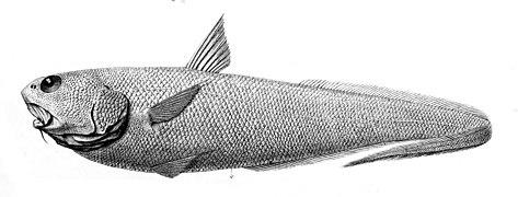 Coryphaenoides armatus2.jpg