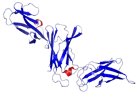 IL12b Crystal Structure.rsh.png