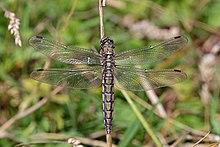 Black-tailed skimmer (Orthetrum cancellatum) female Belgium.jpg