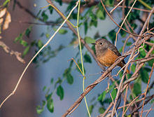 Black Redstart female.jpg