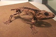 Cacops-Field Museum.jpg