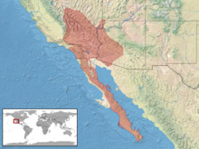 Crotalus mitchellii distribution (RDB).png