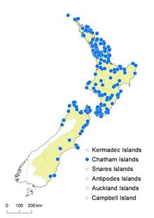 Cyathea dealbata distribution map.png