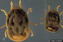 Otobius megnini