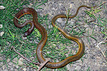 Painted Keelback from Kolkata, West Bengal (India).jpg