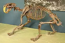 Smilodon californicus mount.jpg