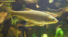 Squalius carolitertii.jpg