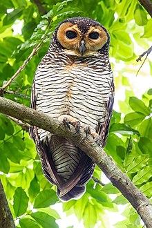 Strix seloputo - Pasir Ris.jpg