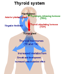 Diagram of a person with a large blue arrow representing the actions of thyroxine on the body and a green and red arrow representing actions of TSH and TRH respectively