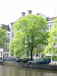 Ulmus x hollandica 'Belgica' Amsterdam.jpg