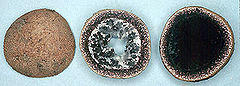 Elaphomyces muricatus.jpg