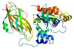Protein RAC1 PDB 1ds6.png