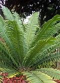 Encephalartos kisambo kz2.JPG