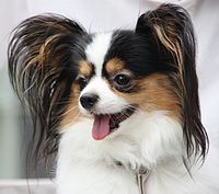 Papillon head.jpg