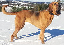 Bloodhound Erland22.jpg