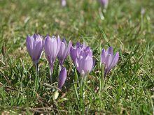 Crocus vernus group1.jpg