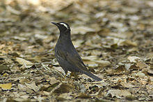 Geokichla sibirica.jpg