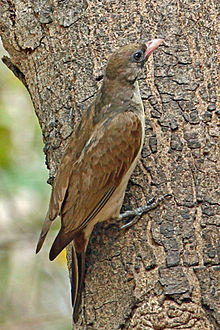 Greater Honeyguide, Gambia.jpg