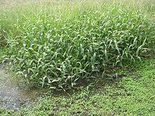 Hymenachne amplexicaulis 1584.jpg