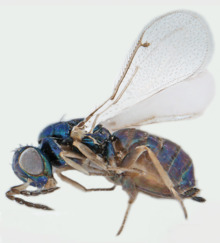 Omphale-cornula.png