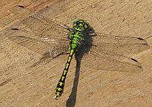 Ophiogomphus cecilia IMG 4225.jpg