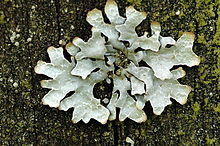 Parmelia sulcata - Lindsey.jpg