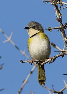Rudd's apalis, Apalis ruddi, at Ndumo Nature Reserve, KwaZulu-Natal, South Africa (28319747984).jpg