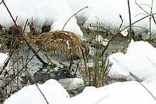 Solitary Snipe Paro River Bhutan.jpg