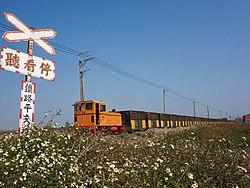 Sugar cane train passes through shepherd's needle flowers fields in Huwei.jpg